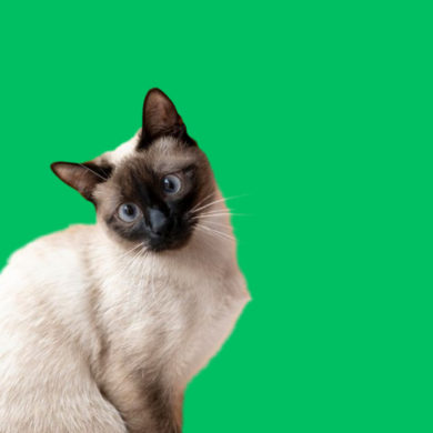 Gatos