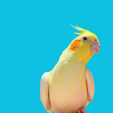 Aves